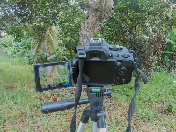 A sunny day, in forest, black digital single lens reflex professional camera with long strap hanging, mounted on tripod, showing image of tree it stands before, taken in display monitor.