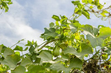 Sechium zamanla, olarak da bilinen cho cho, christophine ve büyük yemyeşil yeşil yaprakları arasında askıya bir meyve olan chayote bulutlu gökyüzü mavi, yeşil, yapraklı asma altında. 