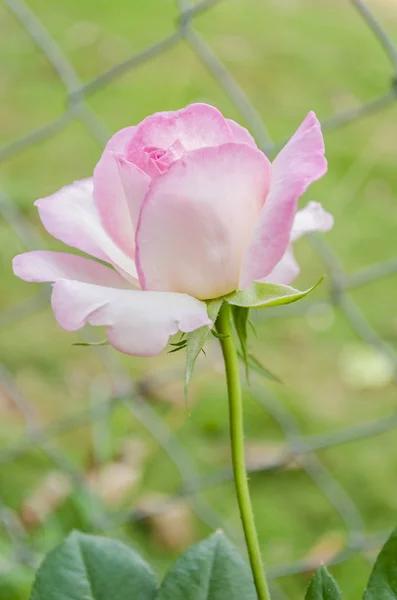 Solo Tallo Verde Parcialmente Abierto Rosa Pálido Flores Rosa Raza — Foto de Stock