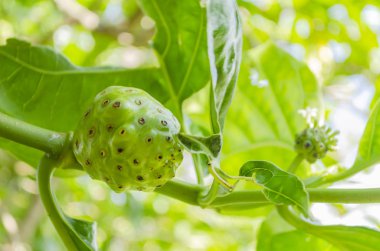 Morinda citrifolia ağaç dalı olgun koyu lekeli yeşil meyve ile. Olgunlaşmamış meyve büyük uzun yapraklar gibi yeşil rengi vardır. Dışa doğru meyve kaba, oluklar ve çentikler çiçekleri üzerinden düştüğü noktada sahip gibi görünüyor. 