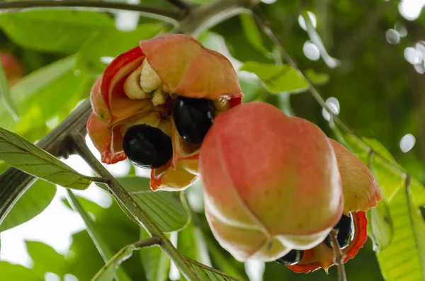 Branch Small Bunch Blighia Sapida Known Ackie Two Three Lobe — Stock Photo, Image