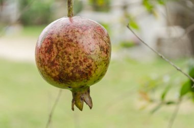 Sarı-yeşil ve kırmızı benekli bir close-up, nar meyve ile alt önemli calyx küresel Altıgen şeklinde. Bilimsel olarak punica granatum bilinen, nar lythraceae ailesine ait.