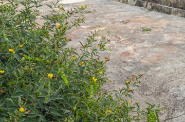 İşaret dışa doğru yapraklı pods bezelye ve birçok küçük çiçekleri sarı ve pembe olan yeşil güvercin bezelye bitkisinin çiçek açan kaynaklanıyor. Cajanus cajan için bu bitki botanik adı ise olarak da bilinen adları gunga, gungo, kardis, gandule fasulye.