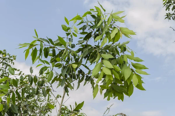 Small Delicate Branches Jamun Tree High Top Slender Trunk Beautiful — Stock Photo, Image