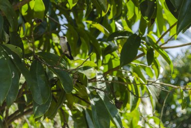 Küçük beyaz karınlı zümrüt sinek kuşu soursop bir dalı üzerinde gölgeler içinde.