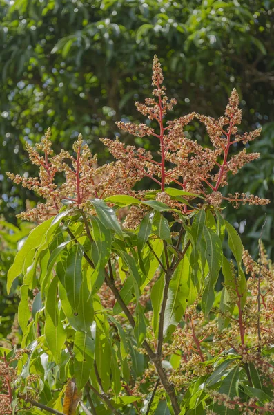 Branches of the mangifera indica of the Julie or Julian variety mango tree having lush foliage of narrow long leaves of green lamina, and pronounced central vein. At the top of each branch are tiny floral blooms of pastel shade of yellow.