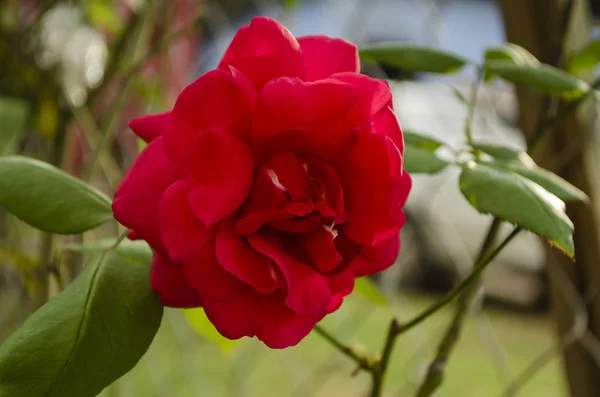 Rojo Varios Pétalos Levantó Completamente Abierto Árbol Lado Una Cerca — Foto de Stock