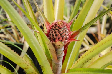 Ananas çiçeklenme yan görünümü çok yumurtalıkların bir meyve formunda bir SAP büyüyen, pembe bracts sarmal oluşumu ile, ve sarı üstte, ve keskin Barb marjları yaprakları ile çevrili.