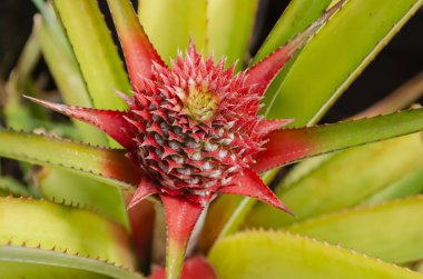 Close and detailed view of pineapple inflorescence as it grows from a stalk in a fruit form of multiple ovaries, with spiral formation of bracts of pink, and yellow at the top. clipart