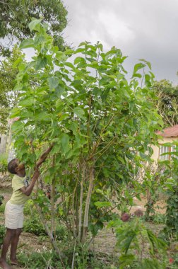 Kısa pantolonlu çocuk, ve sağ eliyle dut ağacının bir dalı tutarak, ortalama yeşillik ile yeşil yapraklı meyve ağacından bir meyve ulaşan, sol elini uzanır.