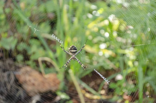 庭の外の巣の上のガステラカニタクモ — ストック写真