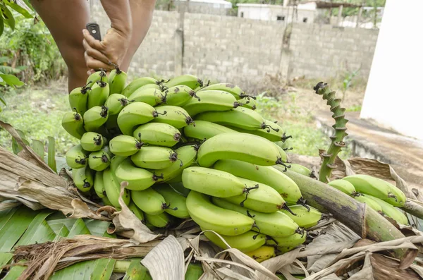 一群成熟的香蕉 放在覆盖着干燥的绿色香蕉叶的表面上 随着黑色把刀的使用 这群人即将被分成手 — 图库照片
