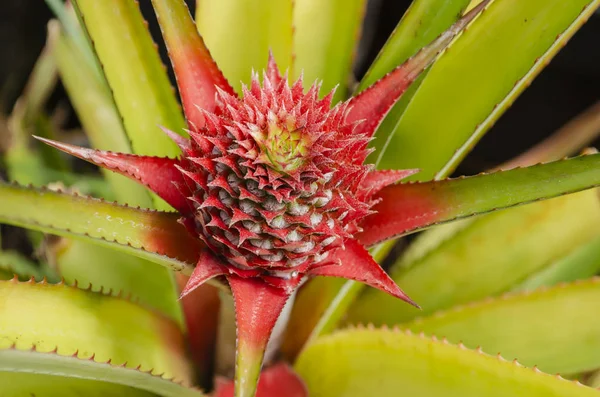 Çok yumurtalıkların bir meyve formunda bir SAP büyür gibi ananas çiçeklenme yakın ve ayrıntılı görünümü, pembe bracts sarmal oluşumu ile, ve üst sarı.