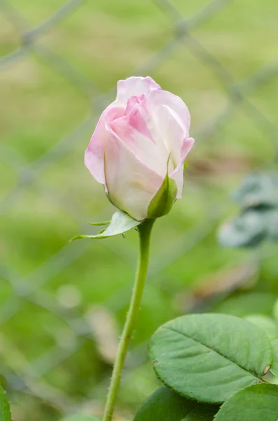 Brote Rosa Dulce Híbrido Rosa Pálido Parte Superior Tallo Verde — Foto de Stock