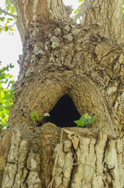 Agujero Forma Triangular Que Conduce Oscuro Corazón Hueco Viejo Tronco — Foto de Stock