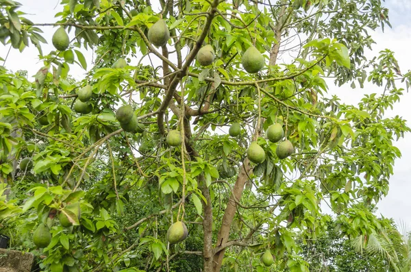 Avocado tree with several mature green skin fruits scatted across almost the entire width of the leafy tree, and hanging by long flexible stems.