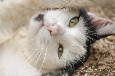 Yüzü yukarı doğru dönerken yerde, uzun siyah gözbebeği yukarı bakan bir kedinin parlak, sarı pigmentli gözleri. Bir göz diğerinden daha geniş açılır. 