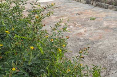 Lush pigeon peas tree branches with thick green foliage, peas pods, and yellow and red blossoms hanging over concrete pavement. clipart