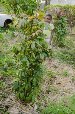 Küçük gövdeve uzun basit yaprakları rachis ön bir yaprak ile pinnately eşleştirilmiş küçük bir genç longan ağacının arka planına doğru duran bir çocuk. Ağacın tepesindeki yapraklar genç ve hassas.. 