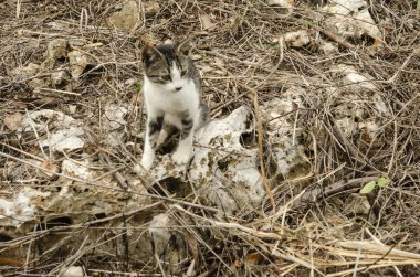 Siyah, gri ve beyaz kedi dışında sopa enkaz arasında gömülü bir kaya üzerinde oturuyor. Hayvan soluna bakıyor..