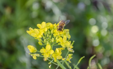 Siyah ve altın arı sarı pak choi çiçekleri tozlaşma ve nektar ayıklama bir demet üzerinde