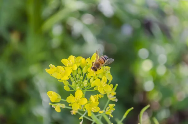 Abeille Noire Dorée Sur Bouquet Fleurs Pak Choi Jaune Pollinisant — Photo