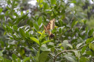 Kahverengi ve sarı kireç kelebek önemli bir kireç ağacı yaprakları yemyeşil yaprakları arasında uçan.