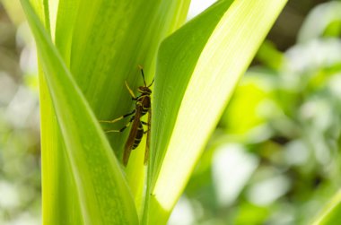 Siyah, altın ve sarı wasp onun suyu emme con yaprakları arasında.