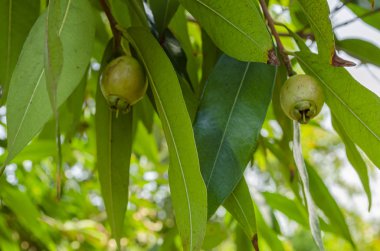 Gül Elma ağacıdalları farklı orta kaburga ile yaprak bıçak hem adaxial ve eksenel tarafı gösteren tam marjları ile uzun yaprakların yaprakları arasında iki olgunlaşmamış meyve sahip.