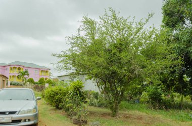 Bulutlu bir günde düşük çim bir alanda çeşitli bitki arasında ince dalları bir yapraklı Acerola Kiraz çalı.