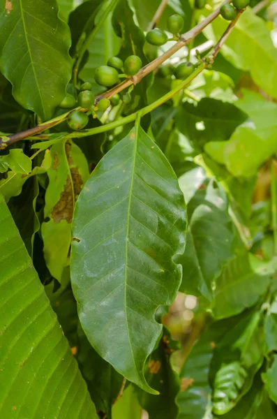 Coffea Arabica Lour Известный Кофе Кластере Толстой Листвы Имеет Коричневом — стоковое фото