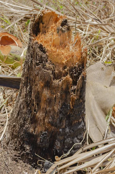 Die Ober Und Seitenansicht Eines Alten Kokospalmenstumpfes Von Dem Der — Stockfoto