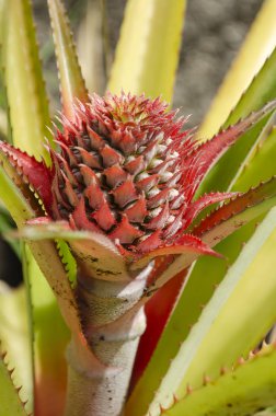  Ananas çiçeklenme üst pembe ve sarı bracts spiral oluşumu ile birden fazla yumurtalık sapı üstüne bir meyve formunda çiçeklenme.