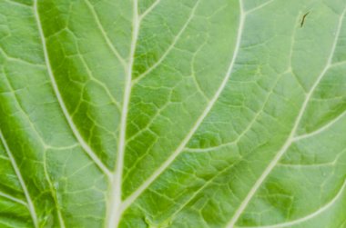 Onun ortarib ile bamya bitkinin yaprak Peyzaj doku klip, ve damar ağı.