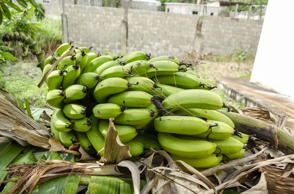 一大群成熟的绿色香蕉躺在它一侧的表面覆盖着干绿叶的树 在一堆的两端延伸中央茎 将香蕉附着在树上 — 图库照片