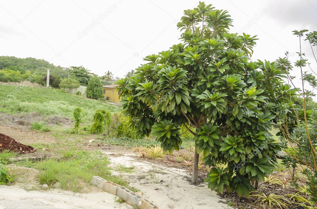 Árbol de mamey sapote en un paisaje principalmente de hierba y una