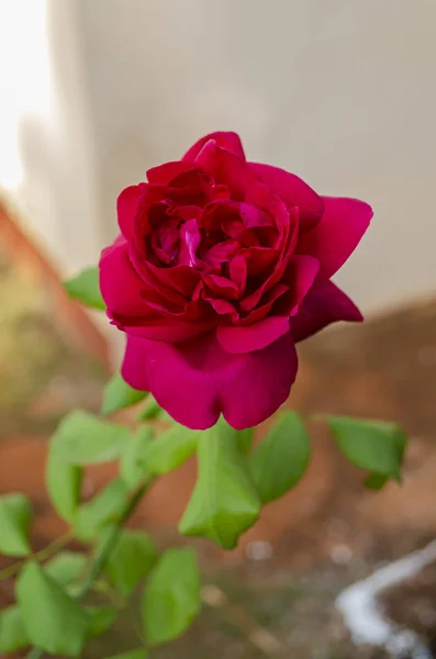 Leuchtend Rote Hybridrose Mit Offenen Blütenblättern Auf Einem Zweig Mit — Stockfoto