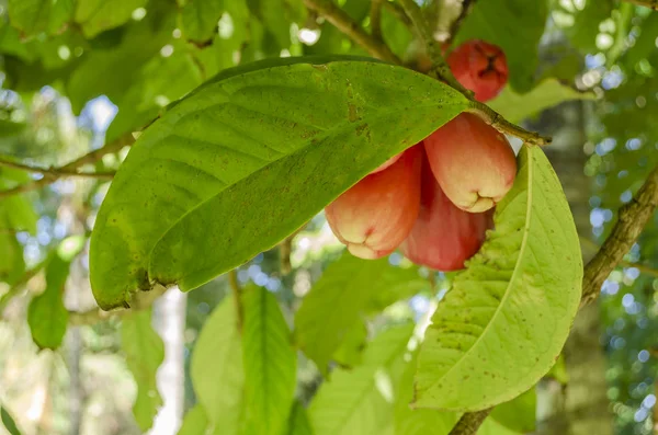 Umieszczając Małą Wiązkę Niedojrzałych Gradient Różowy Otaheite Jabłka Dwa Zielone — Zdjęcie stockowe