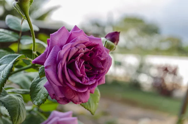 Hermosas Flores Rosa Híbrido Púrpura Completamente Abiertas Final Tallo Con — Foto de Stock