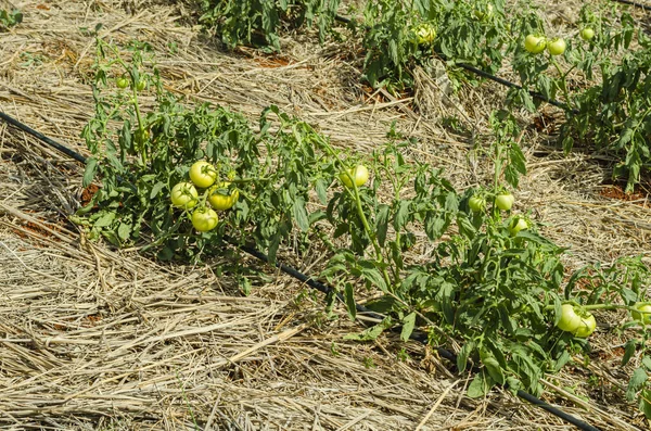 On a sunny day during dry weather, in a garden are fruiting tomato plants on a pot of land covered with dried grass to retain moisture, and drip irrigated using long black hose along the plant rows, close to their roots.