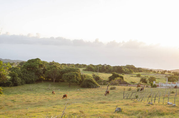 Это вечер на закате на травянистых пастбищах с участками деревьев, где скот пасутся в золотом солнечном свете
