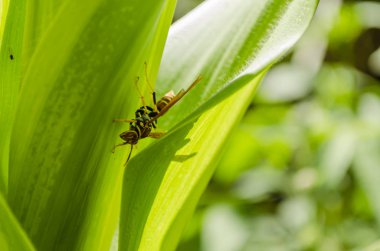 Bir iç yaprağın sıvısını emer gibi bir mısır ağacının dış yaprağı tarafından güneşten gölgelenmiş siyah, altın ve sarı şerit bir eşek balığı.