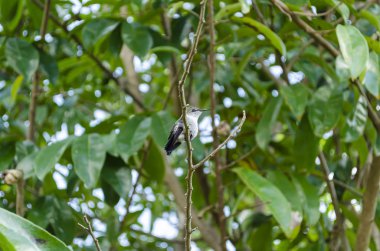 Bir ekşi ağacın gölgesinde bir dal üzerinde oturan küçük bir beyaz karınlı zümrüt sinekkuşu.
