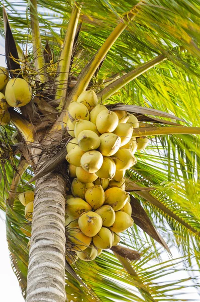 抬头看着一棵高大的椰子树 旁边挂着两束大的杜松子花 — 图库照片