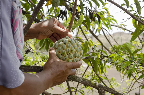 Harvesting a sweetsop with one hand holding the stem while the other holds the green pegged fruit, with pale yellow color grooves between adjoining pegs.