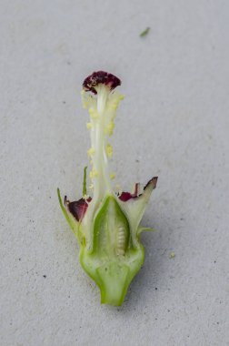 An okra blossom stripped of its petals leaving mainly the female reproductive system. clipart