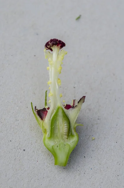 Okra Blossom Stripped Its Petals Leaving Mainly Female Reproductive System — Stock Photo, Image