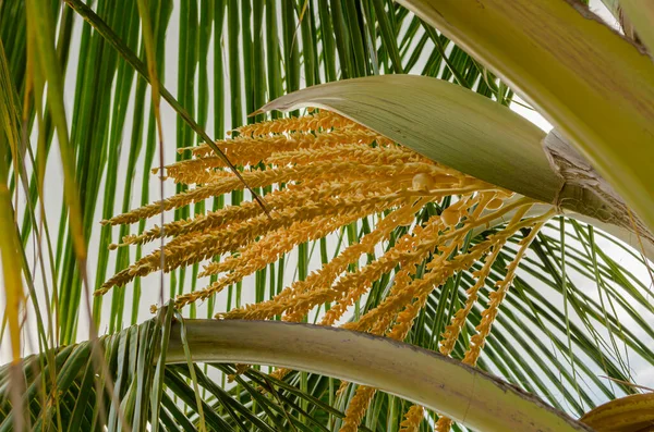 This is a side view of the inflorescence of a young coconut tree with the golden-yellow blossoms hanging from the side of its long, green sheathe.