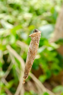 Yeşil bitki örtüsünün arka planında başı yukarıda dikizlenen bir bagsolucanın dokuma torbası asılı..