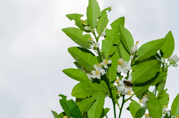 ライムの枝は小さな鮮やかな白い花弁の花を咲かせ 中央の黄色の花に花粉の塵が詰め込まれ 蜜はミツバチが花から花へと移動する際に餌を与え 受粉の利点を提供します — ストック写真